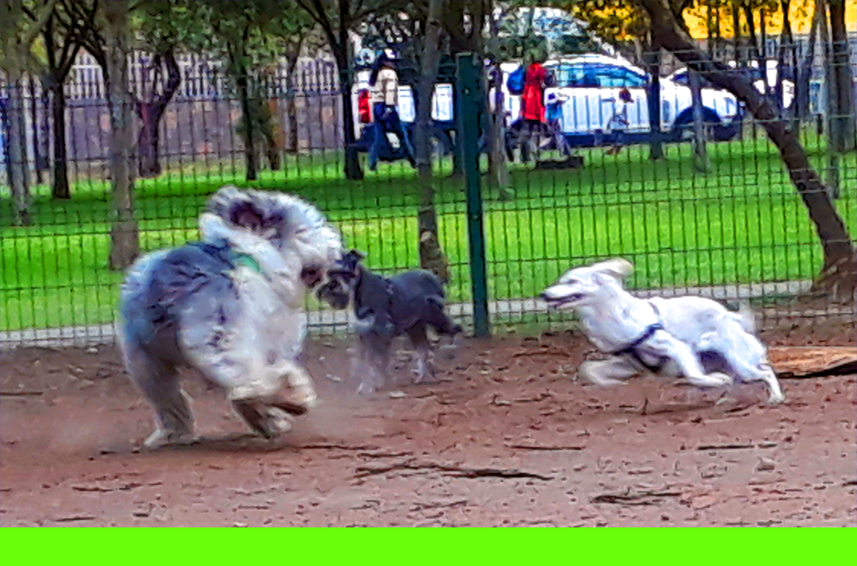 Complete guide to Dog joint anatomy Animal Hackers