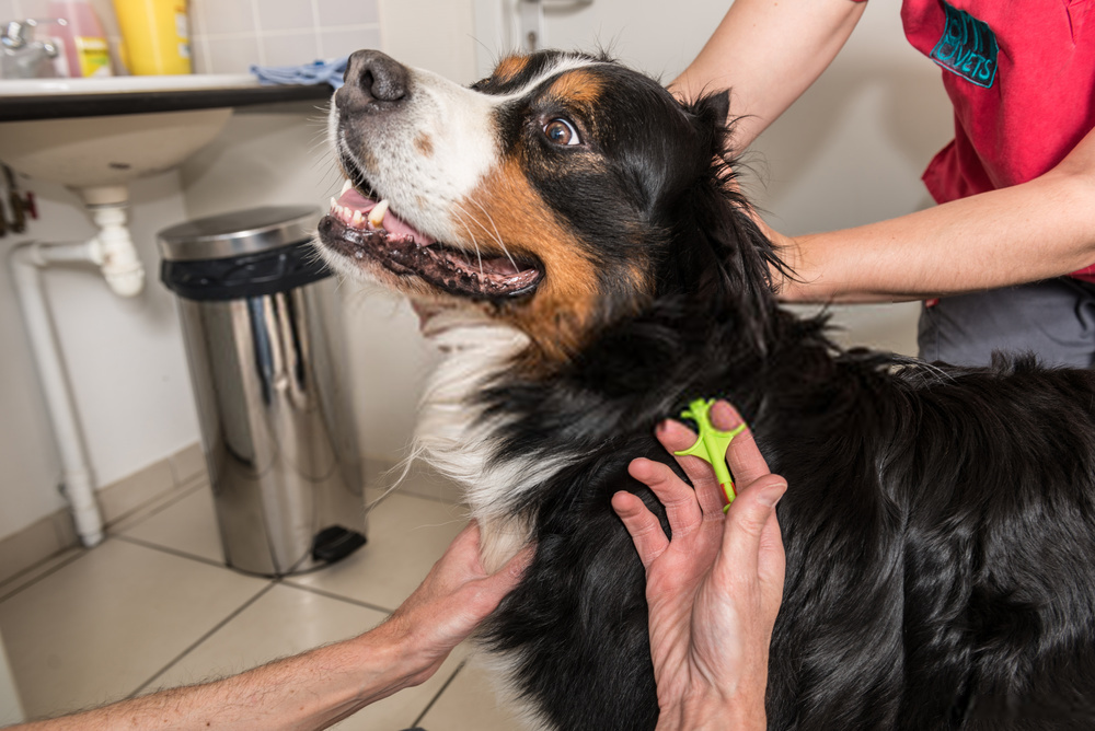 Stop Dog Nail Bleeding at Home Symptoms , Causes & Cure