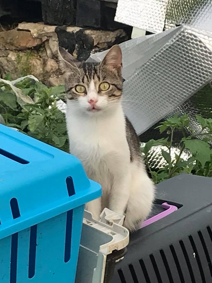 FIV Katzen Tierhilfe Asenovgrad Bulgarien e.V. / Animalhelp