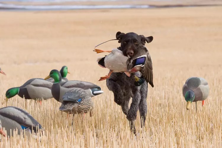 The 10 Best Dog Vest For Duck Hunting in 2022