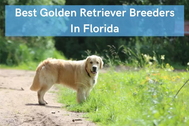 Top 10 Best Golden Retriever Breeders in Florida [2022]