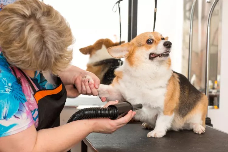 Top 15 Best Dog Groomers In The Bronx, NY