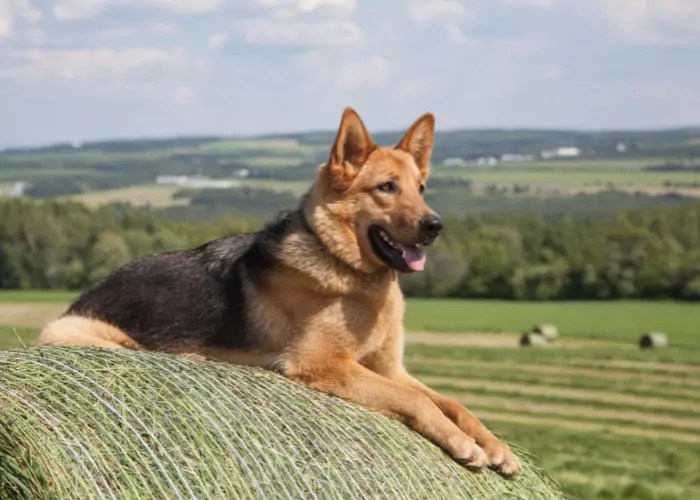 When Do Female German Shepherds Stop Growing? (8 Secrets Tips)
