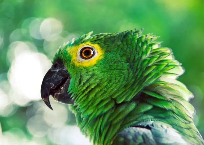 Why Do Parrots Bob Their Heads Up And Down? 6 Fun Facts To Know