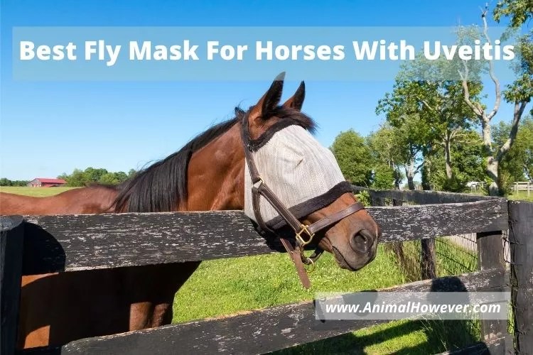 7 Best Fly Mask For Horses With Uveitis [2022]