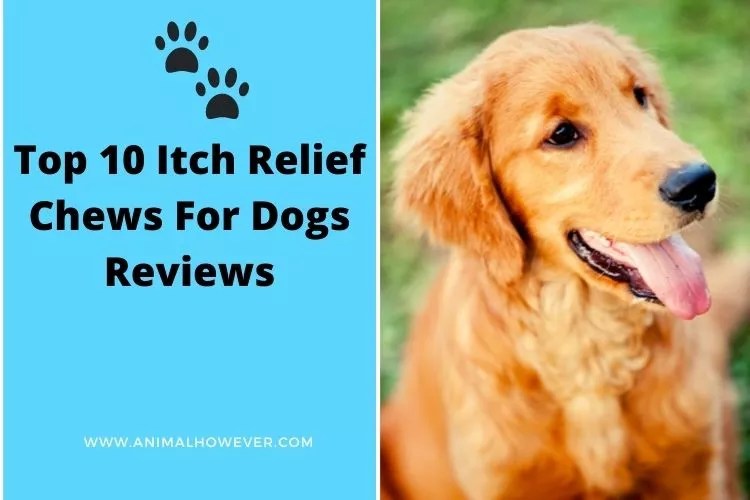 Top 10 Itch Relief Chews For Dogs Reviews 2022