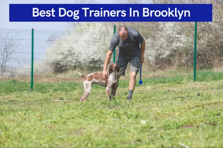 Top 10 Best Dog Trainers In Brooklyn [2022]
