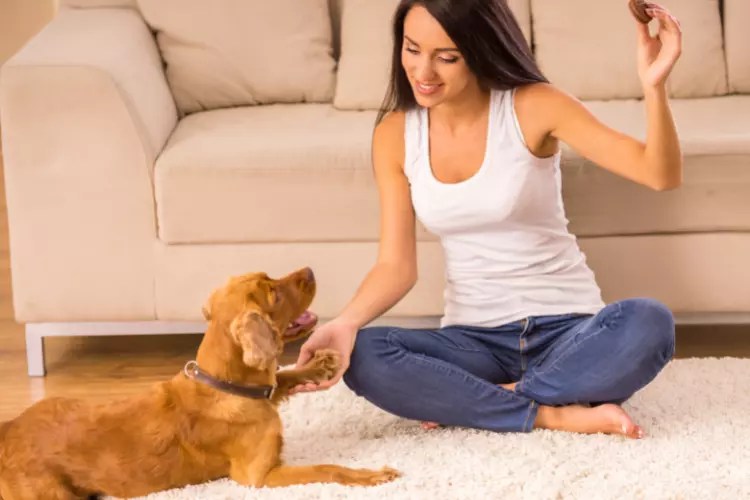 9 Reasons Why do dogs follow you around the house