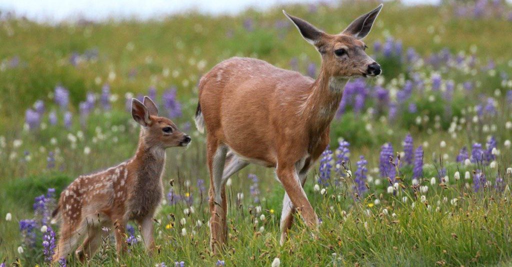 Do Deer Eat Geraniums? Floral Feast or Fiction! Animal Hype