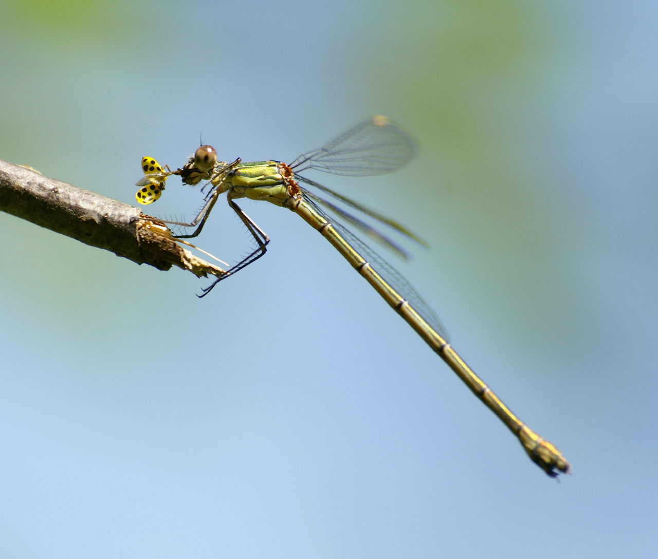 What Do Dragonflies Eat? Diet Decoded Animal Hype