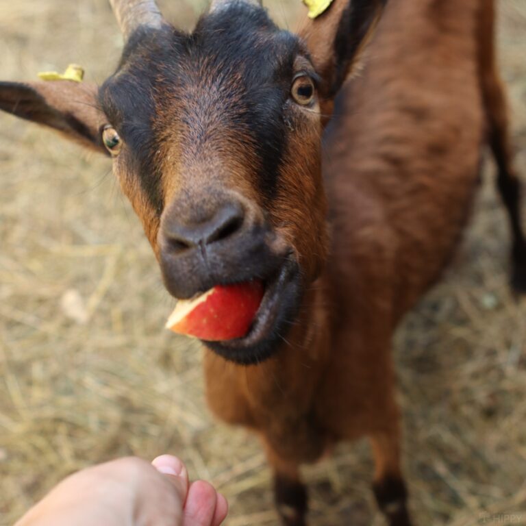 Can Goats Eat Apples? A Crunchy Delight or a NoGo? Animal Hype
