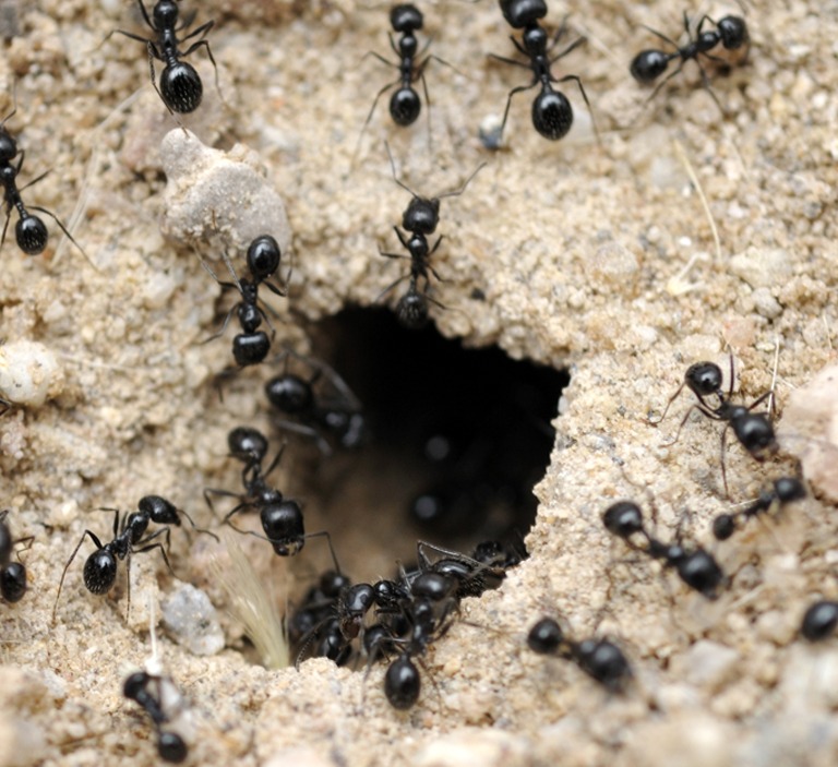 Do Ants Sleep? The Microscopic World of Ant Naps Animal Hype