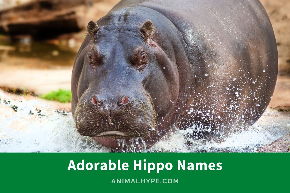420 Adorable Hippo Names from Silly to Sweet Animal Hype