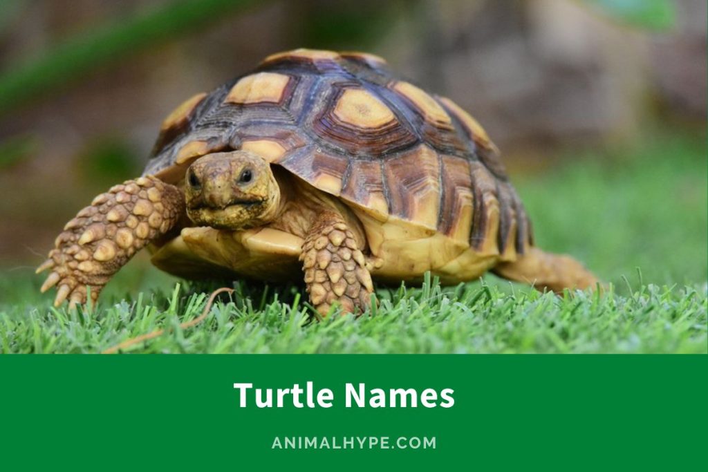 401 Adorable Turtle Names for Your Slowmoving Buddy Animal Hype