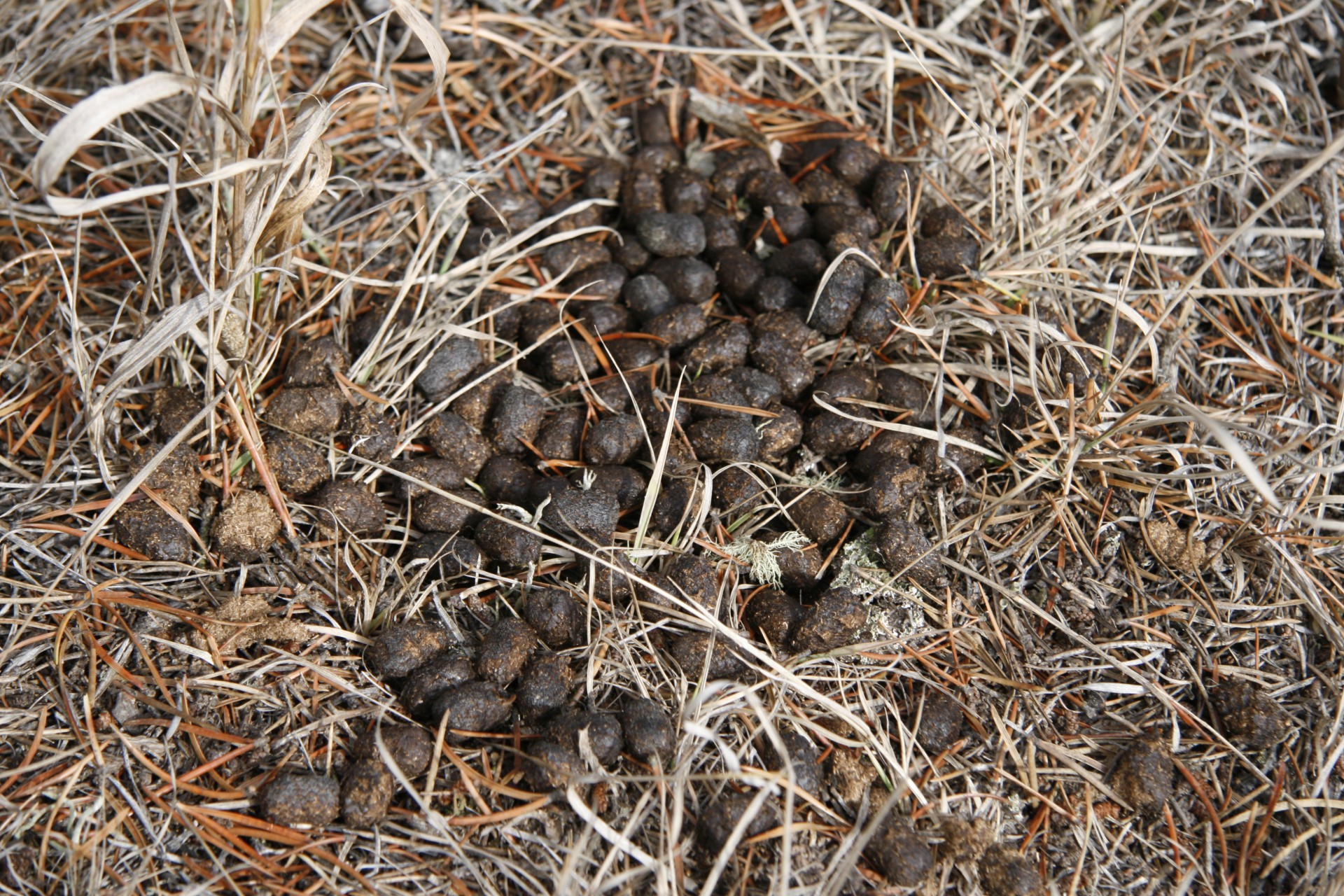 What Does Deer Poop Look Like? Deer Droppings Identification Animal Hype