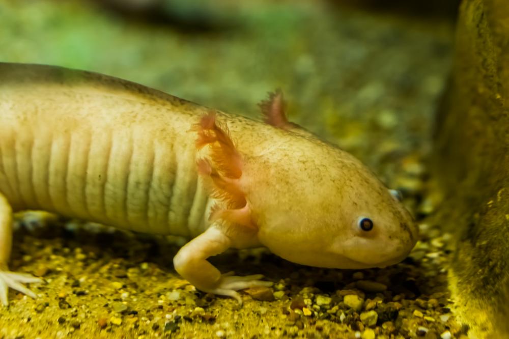 Axolotls Guide What Are They, What Do They Eat, And Do, 51 OFF