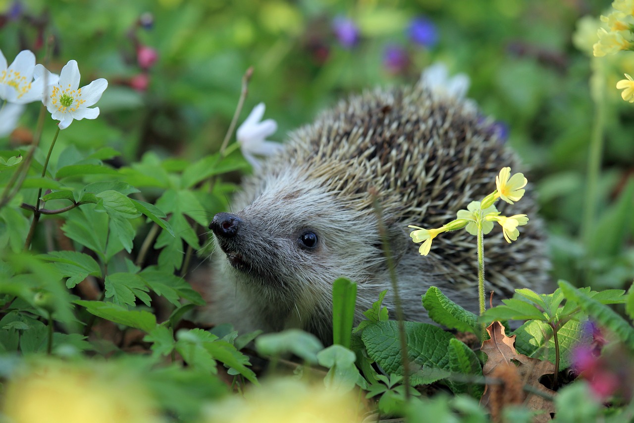 519 Cute and Funny Hedgehog Names Animal Hype