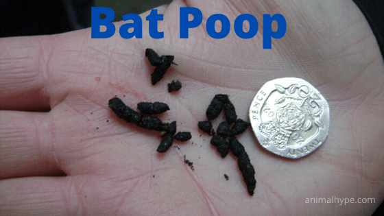 What Does Bat Poop Look Like Bat Droppings Identification Animal Hype