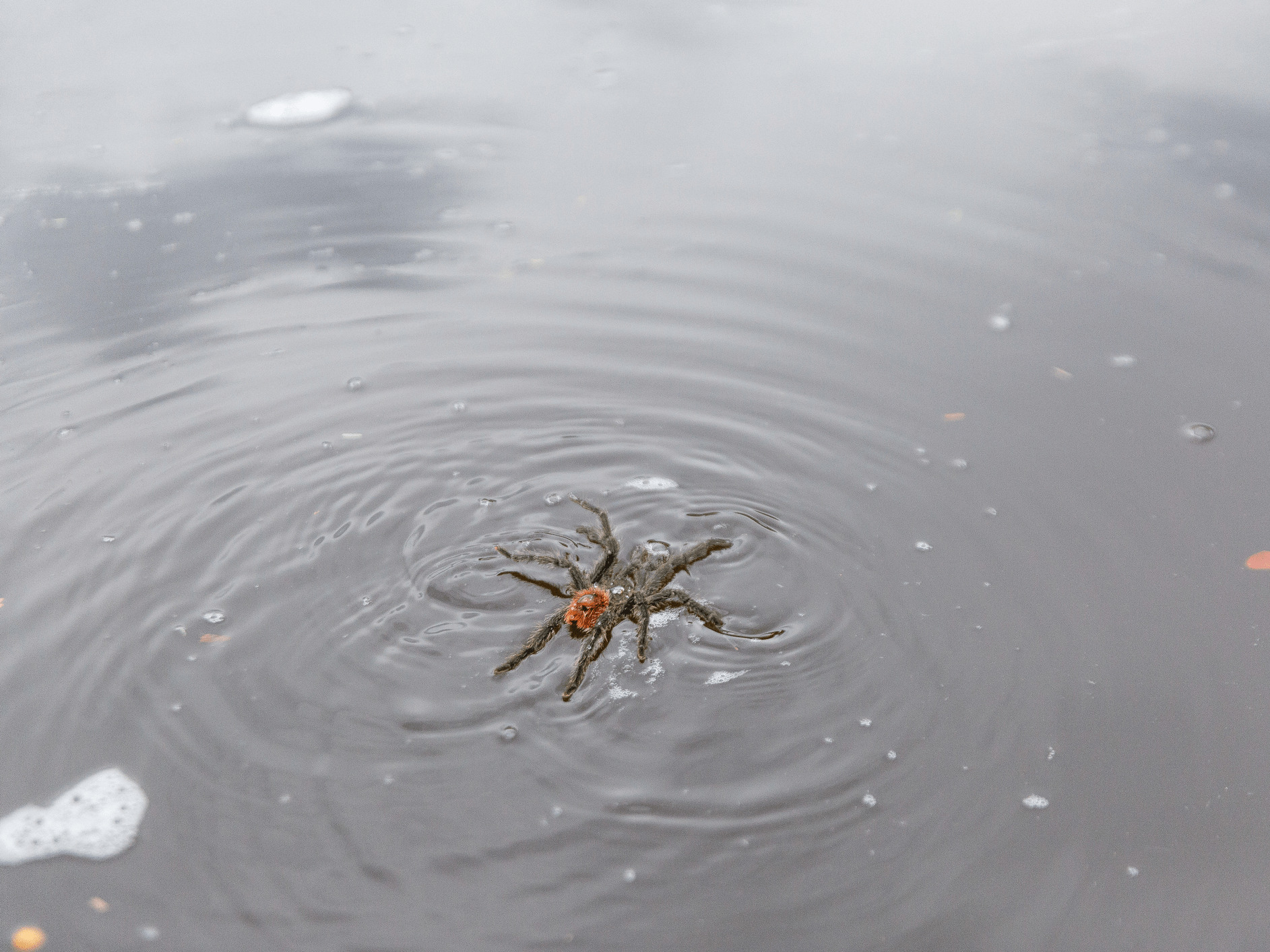 Can Tarantulas Swim? Animal Hype
