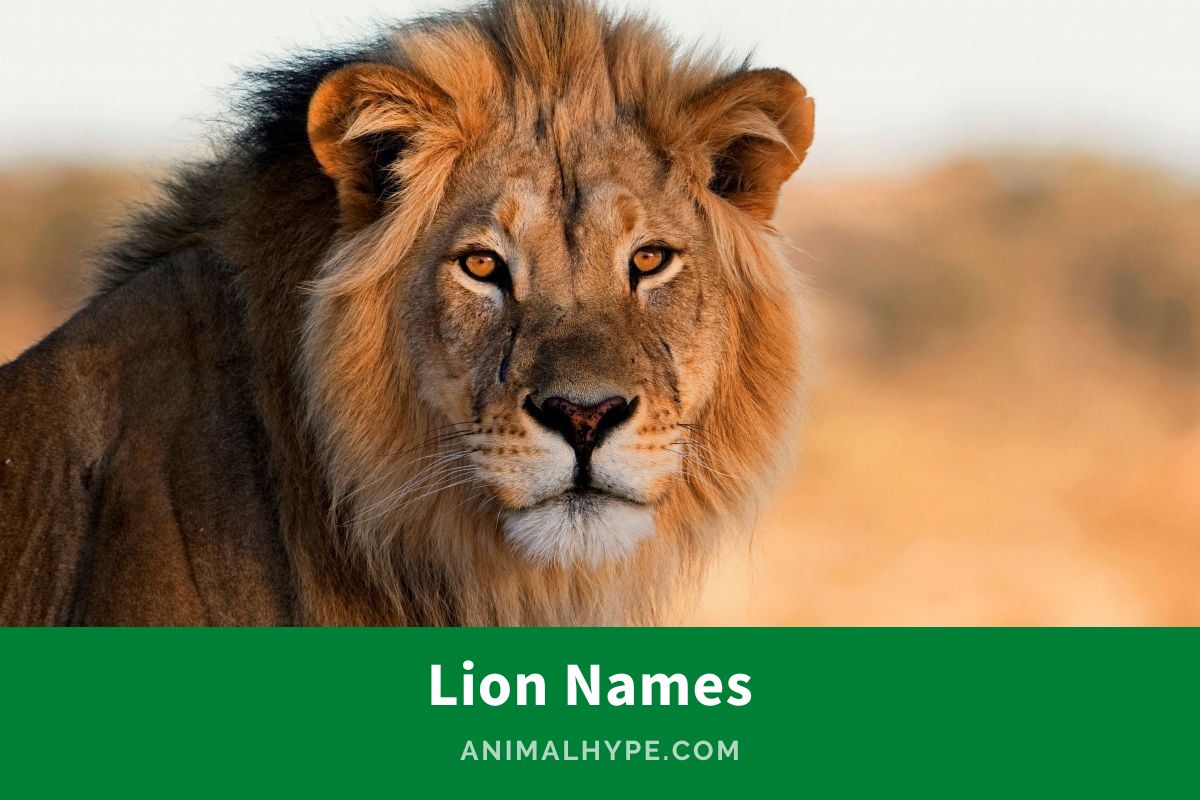 803 Roaring Lion Names for the King of Beasts Animal Hype