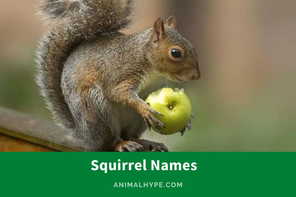 434 Adorable Squirrel Names for Your TreeHopping Pal Animal Hype