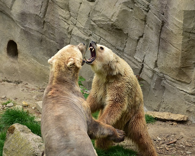 Bear vs Panther Fight Comparison Who Would Win? Animal Hype