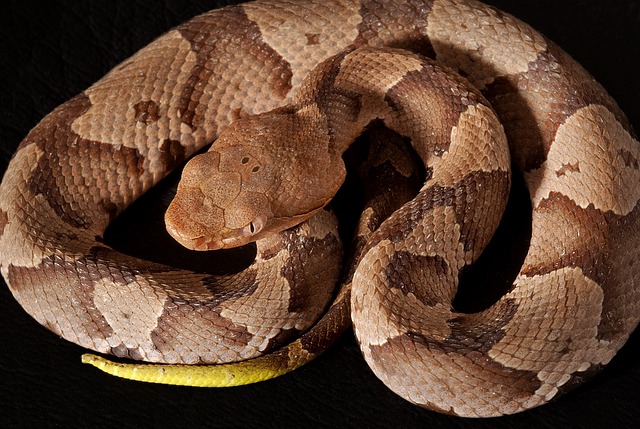 Cottonmouth vs Copperhead Snake What is the difference? Animal Hype