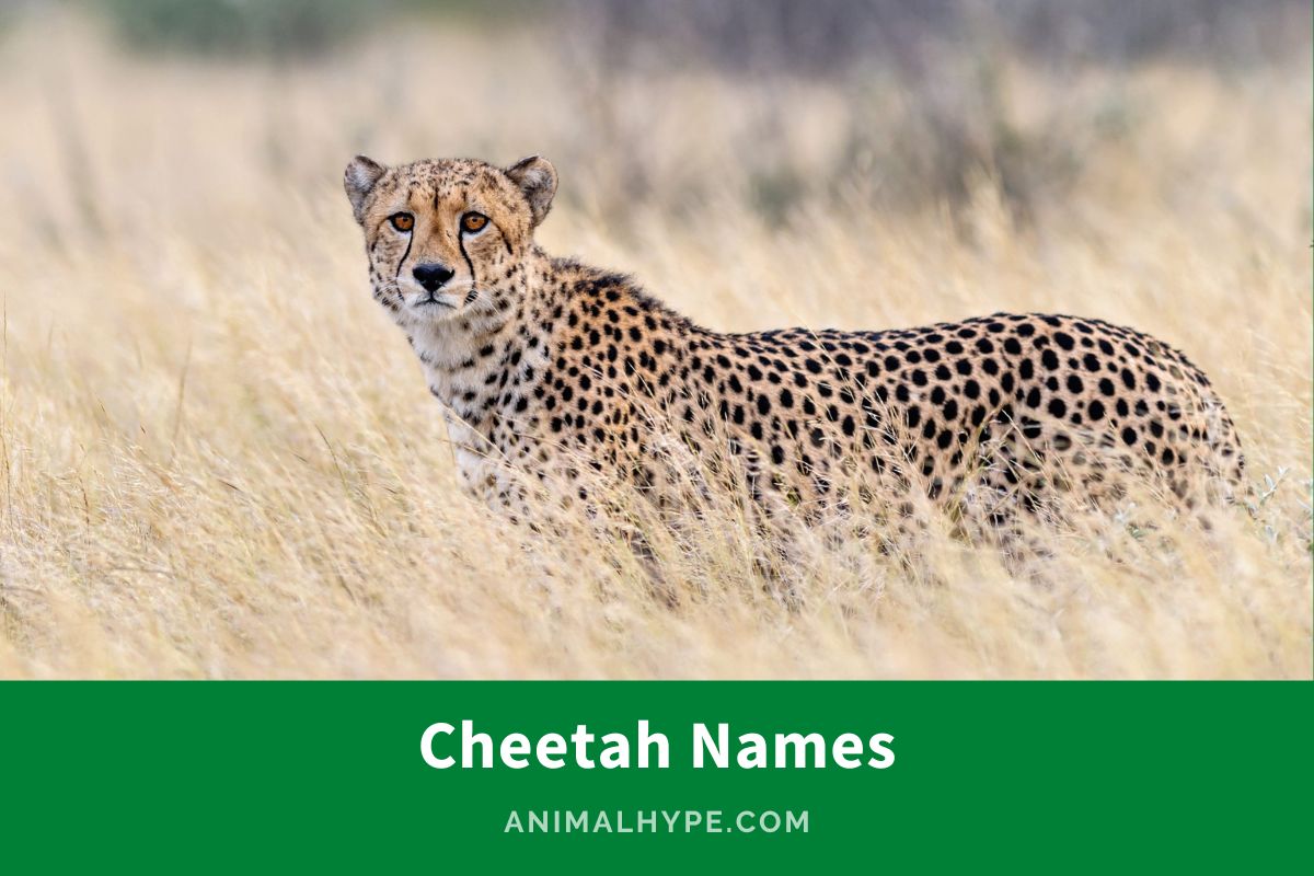 520 Majestic Cheetah Names for the Speedy Feline Animal Hype