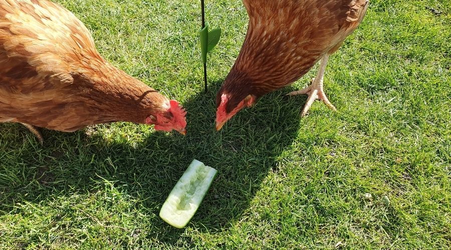 Can Chickens Eat Cucumbers? Clucking Over Cukes! Animal Hype