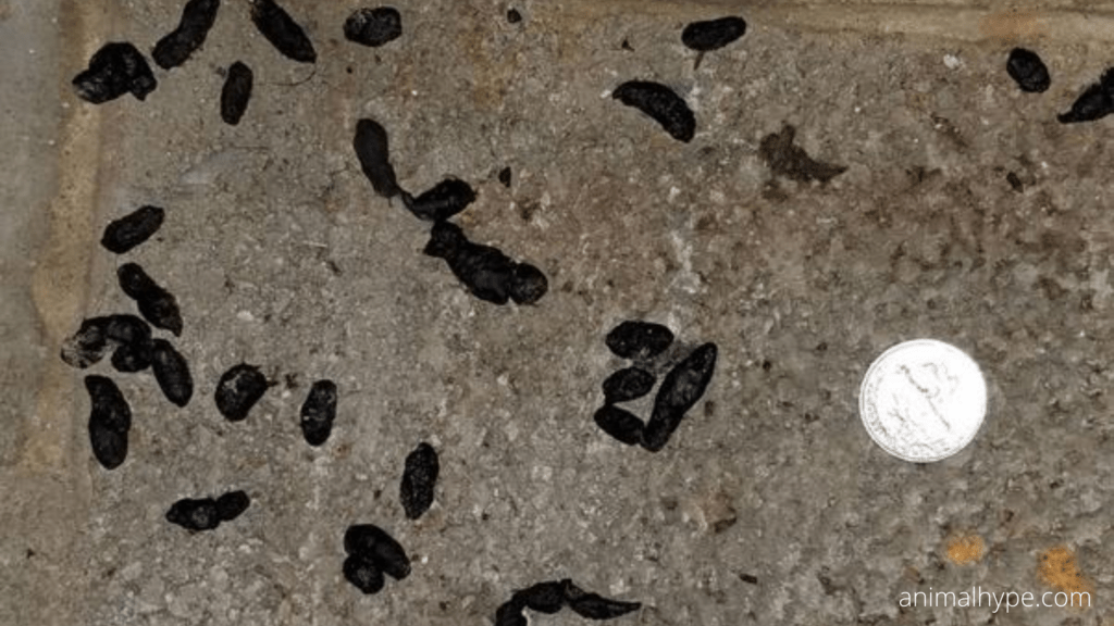 What Does Chipmunk Poop Look Like? Chipmunk Droppings Identification