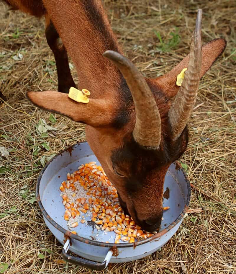 Can Goats Eat Corn? From Cob to Kernel, Here’s the Answer Animal Hype