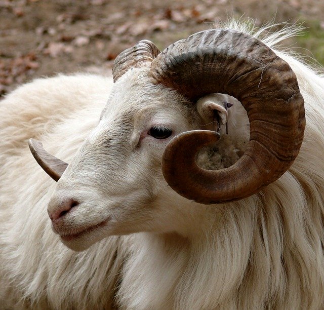 9 Animals with One Horn (Examples With Pictures)