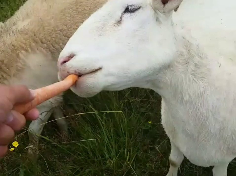 Can Sheep Eat Carrots? A Tasty Affair or a NoGo? Animal Hype