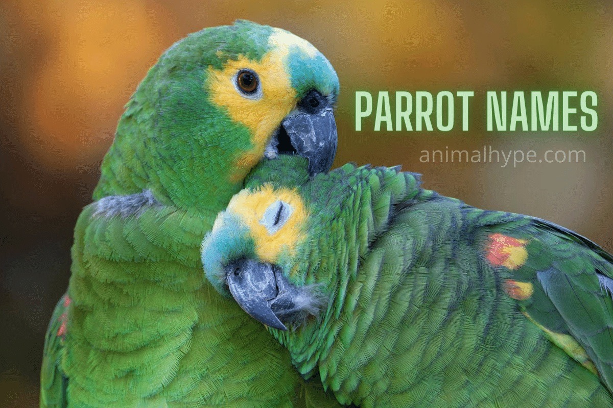 514 Memorable Parrot Names for Your Feathered Friend Animal Hype