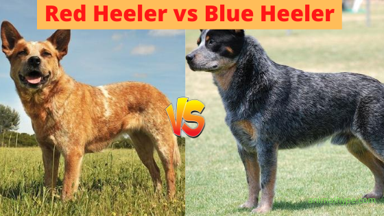 Red Heeler Vs Blue Heeler - Difference Between Them - Animal Hype