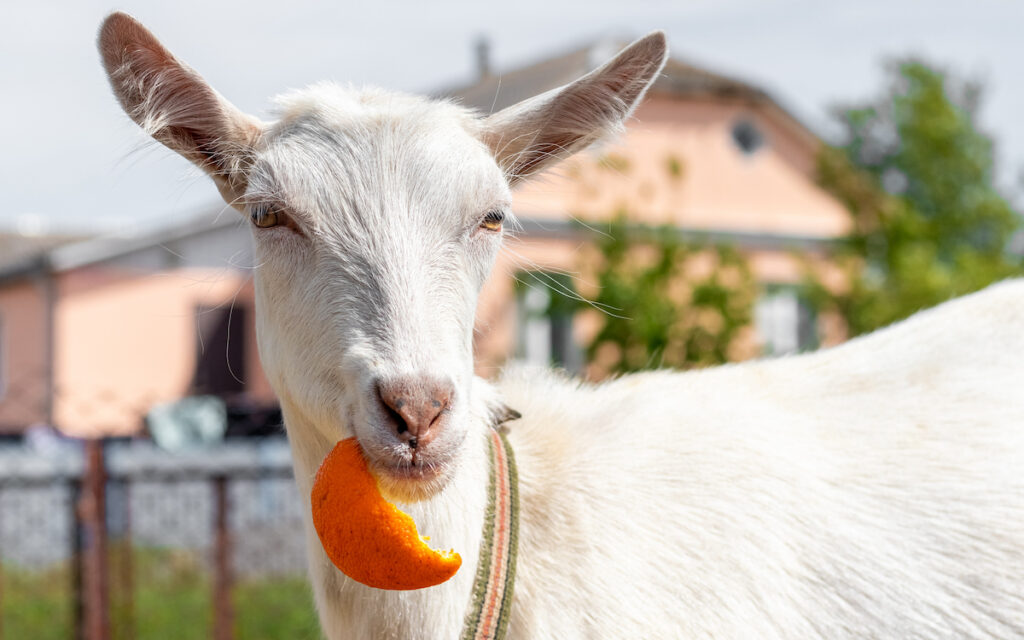Can Goats Eat Oranges? The Juicy Details! Animal Hype