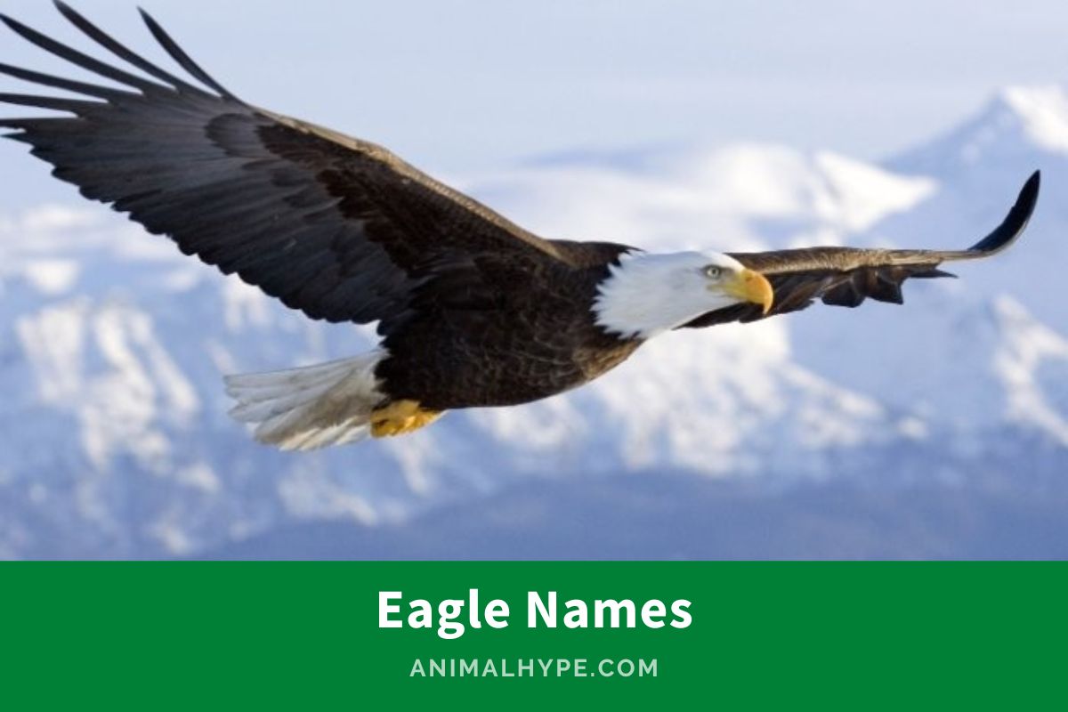 621 Majestic Eagle Names for Sky Kings Animal Hype