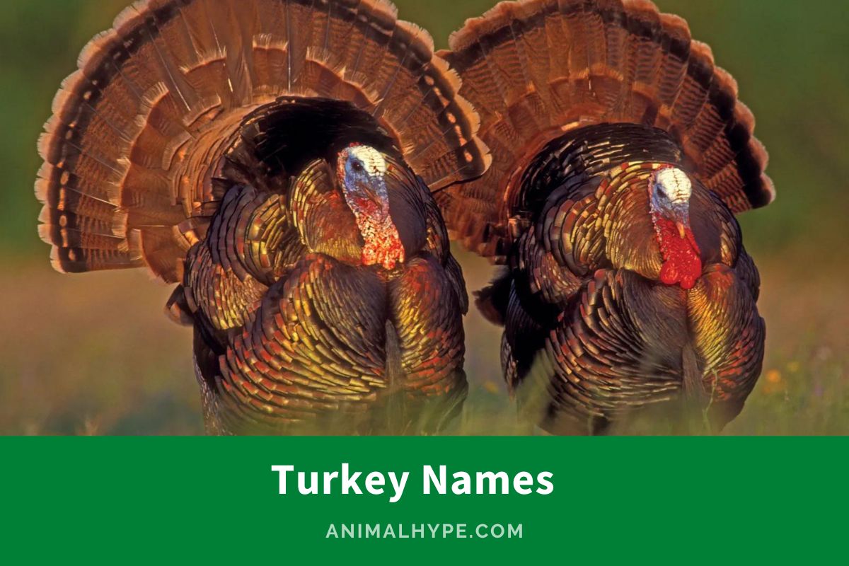 442 Gobbleworthy Turkey Names for Your Flock Animal Hype