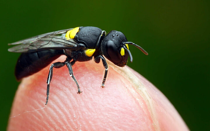 17 Types of Bees in Wisconsin (with Pictures) Animal Hype