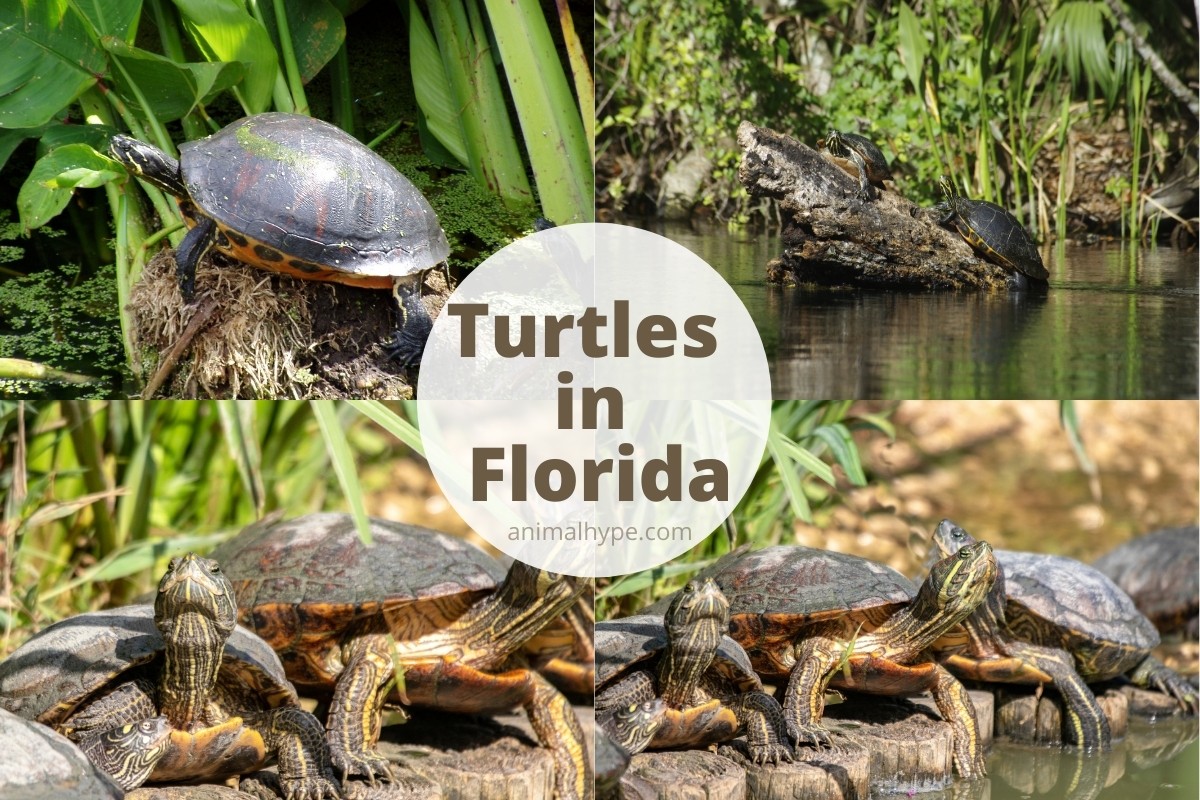 26 Types Of Turtles In Florida Animal Hype