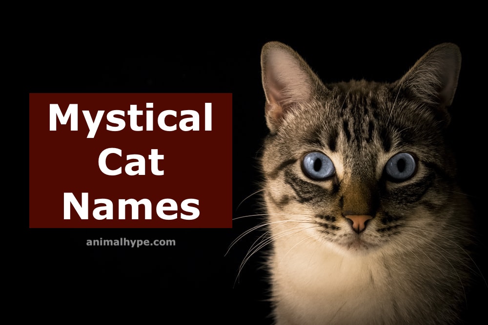 201 Mystical Cat Names for Your Magical Kitty Animal Hype