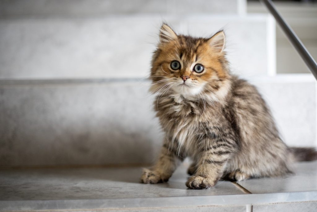 352 Gender Neutral Names for Your Cat Animal Hype