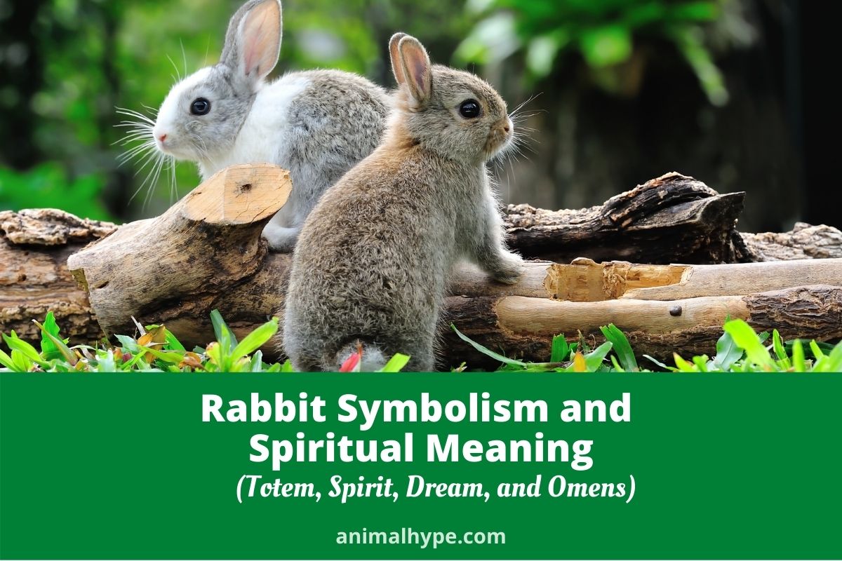 Rabbit Symbolism and Meaning (Totem, Spirit and Omens
