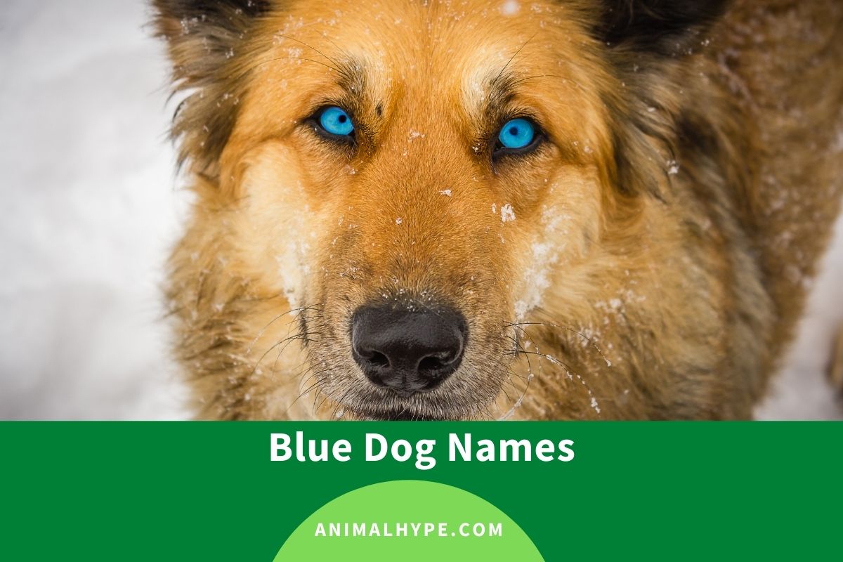289 Perfect Blue Dog Names for Your Beautiful Pup Animal Hype