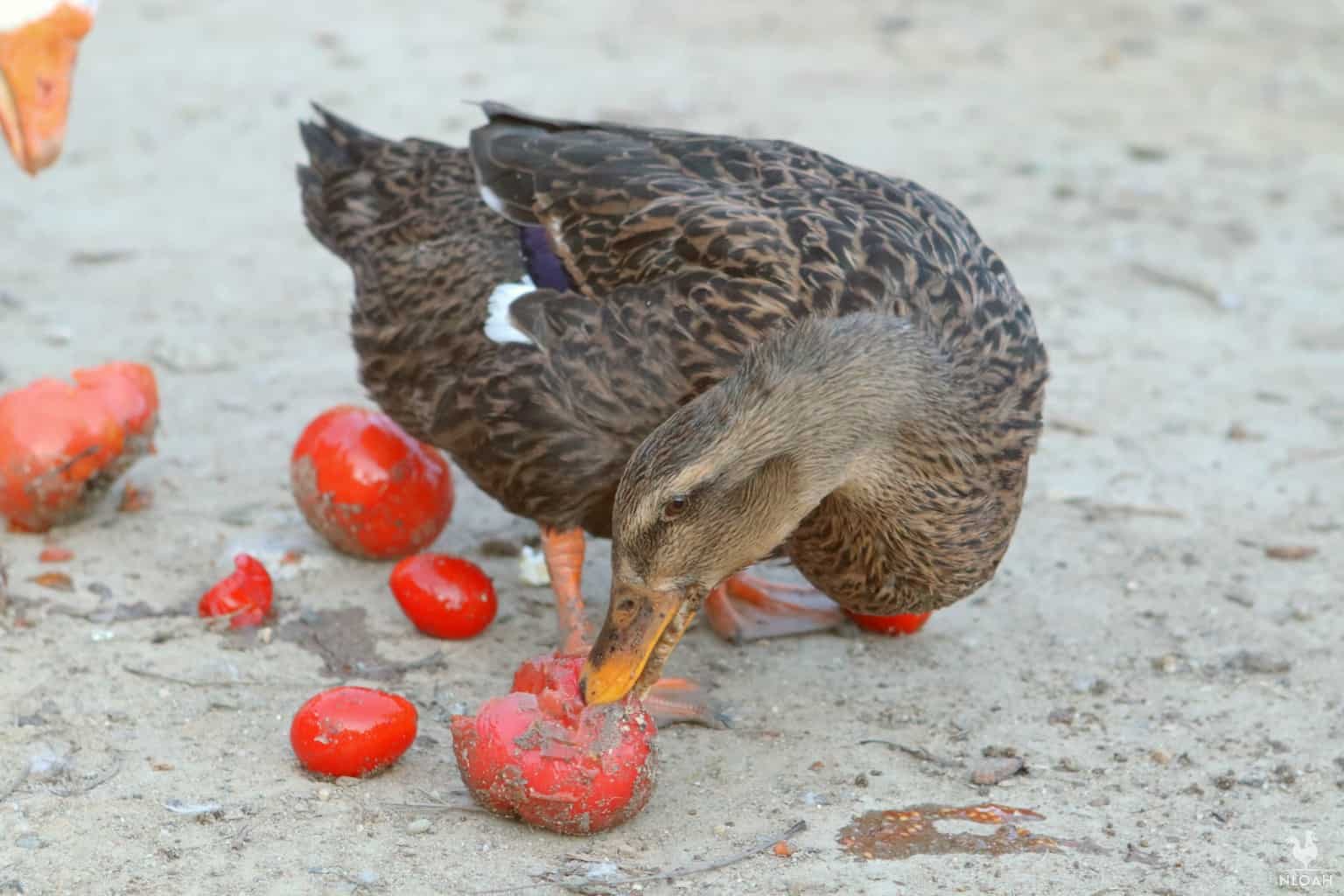 Can Ducks Eat Tomatoes? The Tomato Debate Animal Hype
