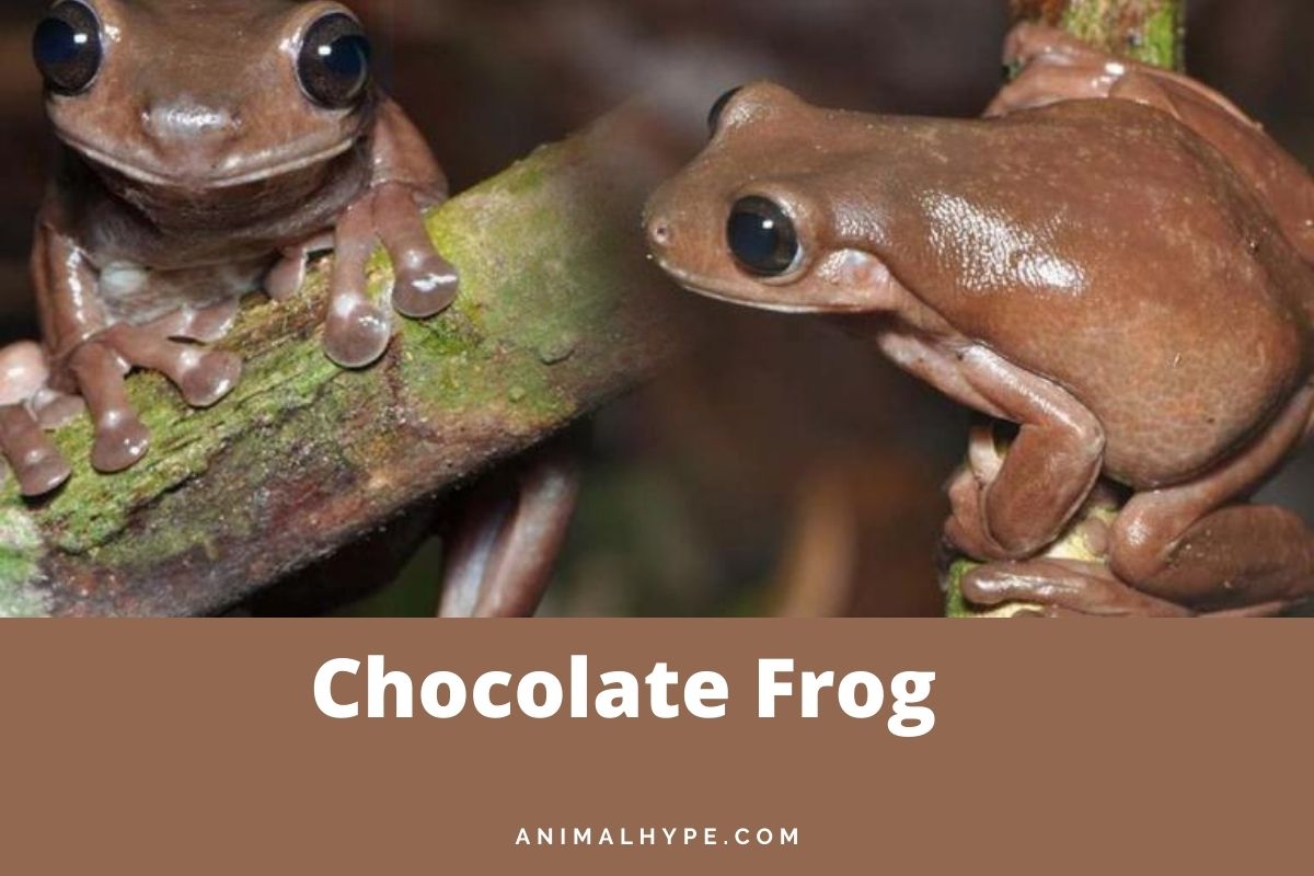 Chocolate Frog A Rare Species Found In New Guinea (With Pictures