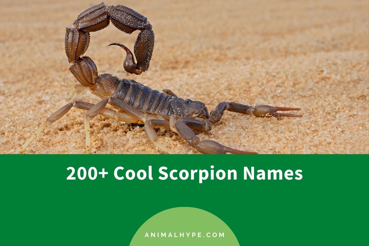 533 Coolest Scorpion Names For Your Stinging Pet Animal Hype