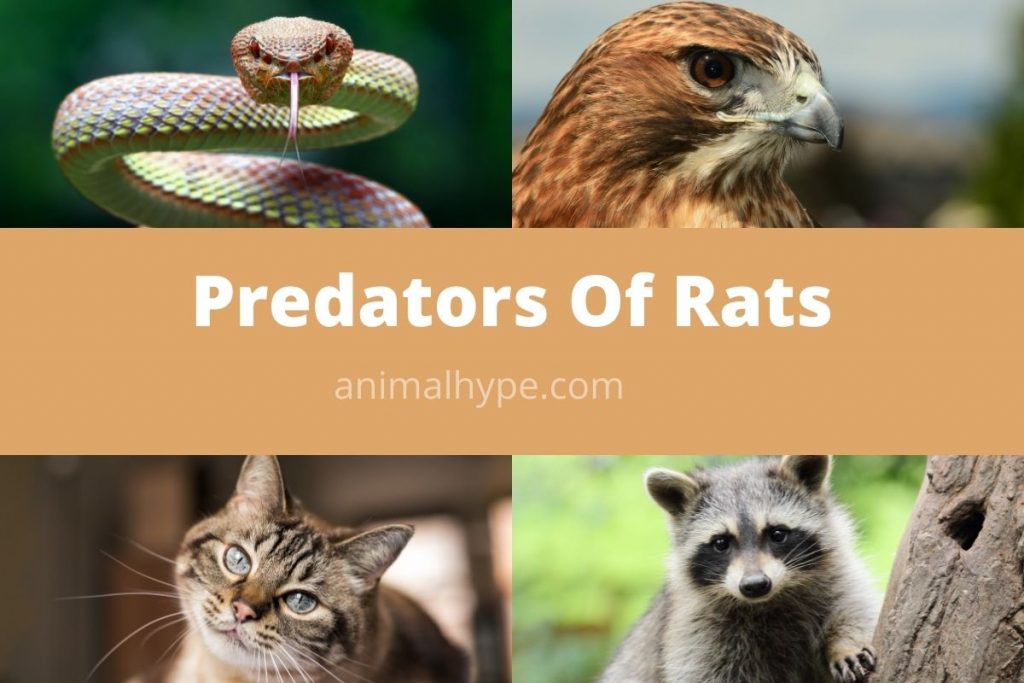 What Eats Rats? (17 Rat Predators) Animal Hype