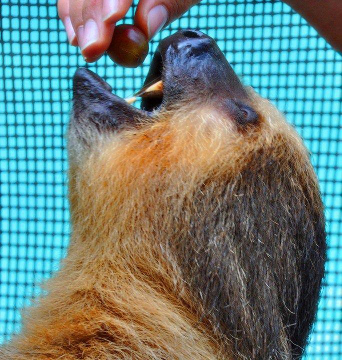 How Long Does it Take Sloths to Digest Food? Animal Hype