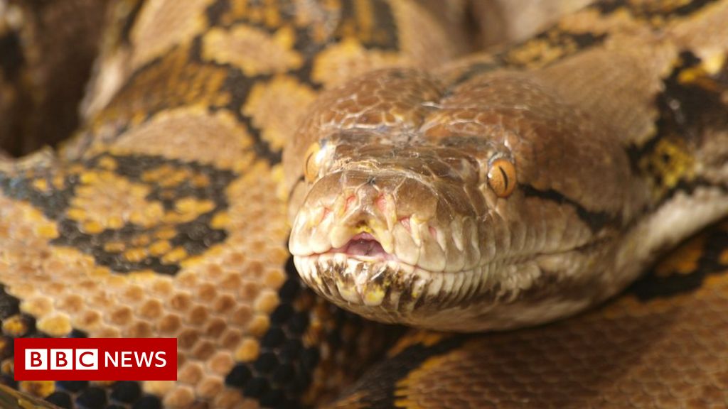 Has a python ever killed a human? [2022] 🐬